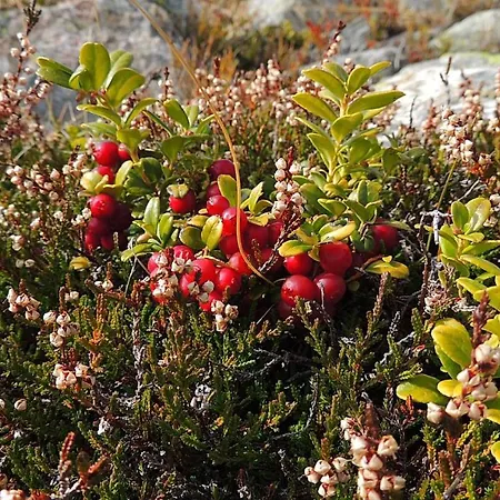 Apartment Haus Lifinar - Carmen Juen