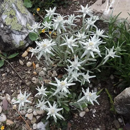 Apartment Haus Lifinar - Carmen Juen *