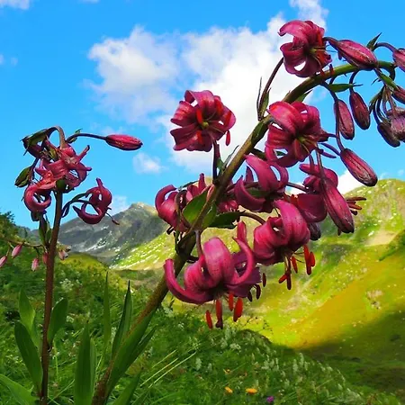 Haus Lifinar - Carmen Juen *