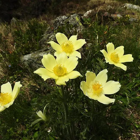 Haus Lifinar - Carmen Juen Apartment