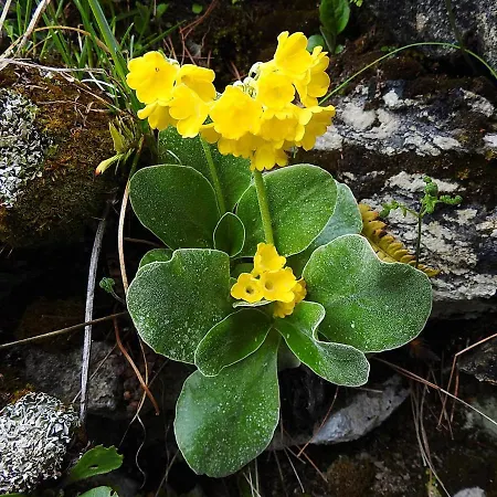 Apartment Haus Lifinar - Carmen Juen Sankt Gallenkirch
