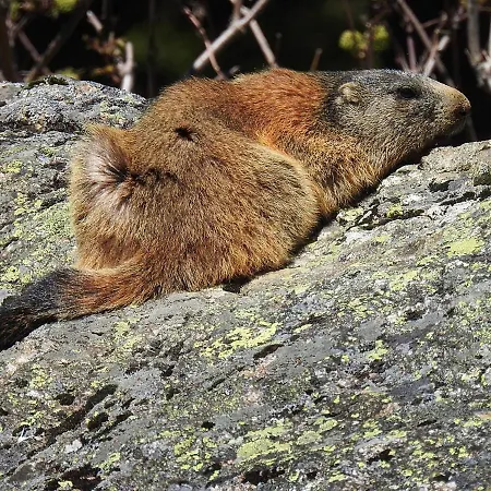 Apartment Haus Lifinar - Carmen Juen *