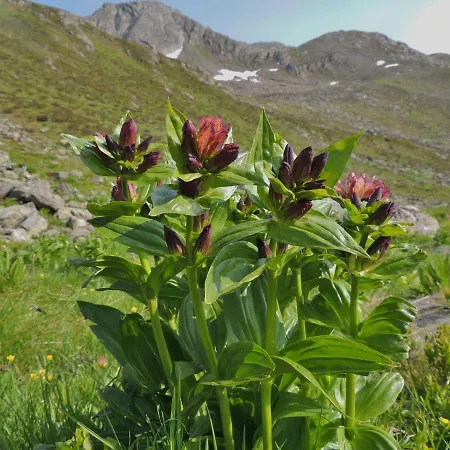 Haus Lifinar - Carmen Juen Sankt Gallenkirch